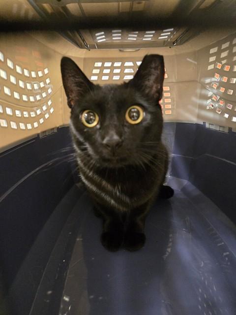 SABRINA, Adoptable, Young Female Domestic Short Hair.