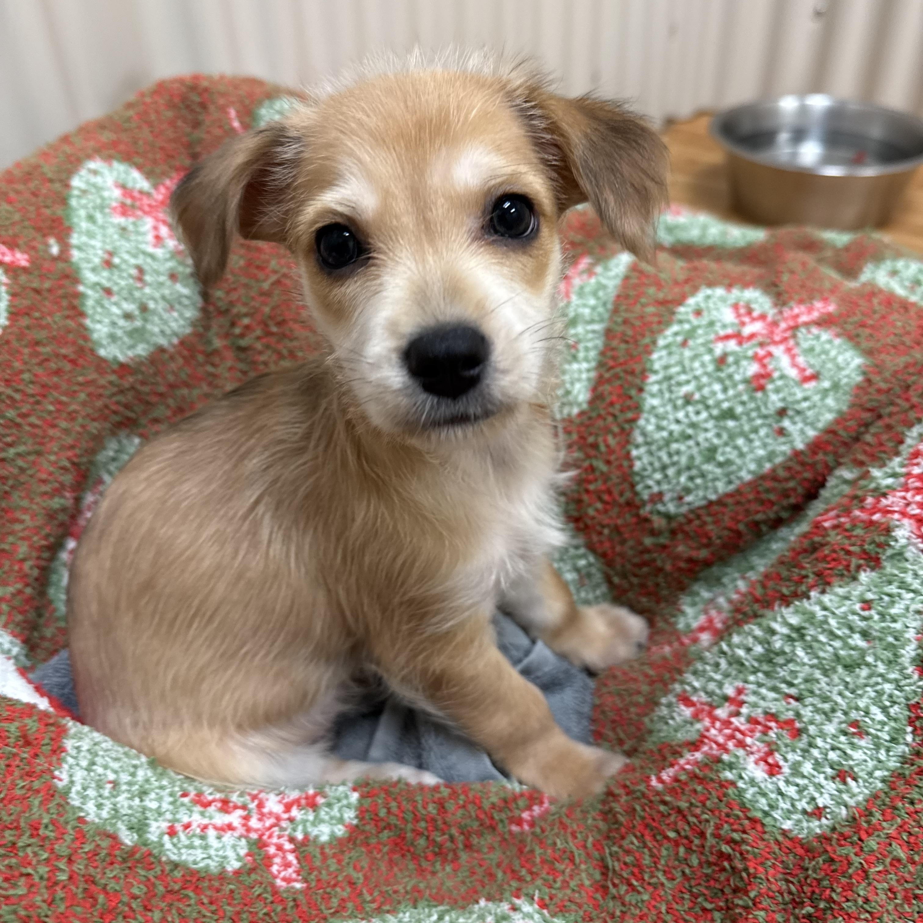 Lo , ADOPTABLE, Puppy Male West Highland White Terrier / Westie & Mixed Breed.