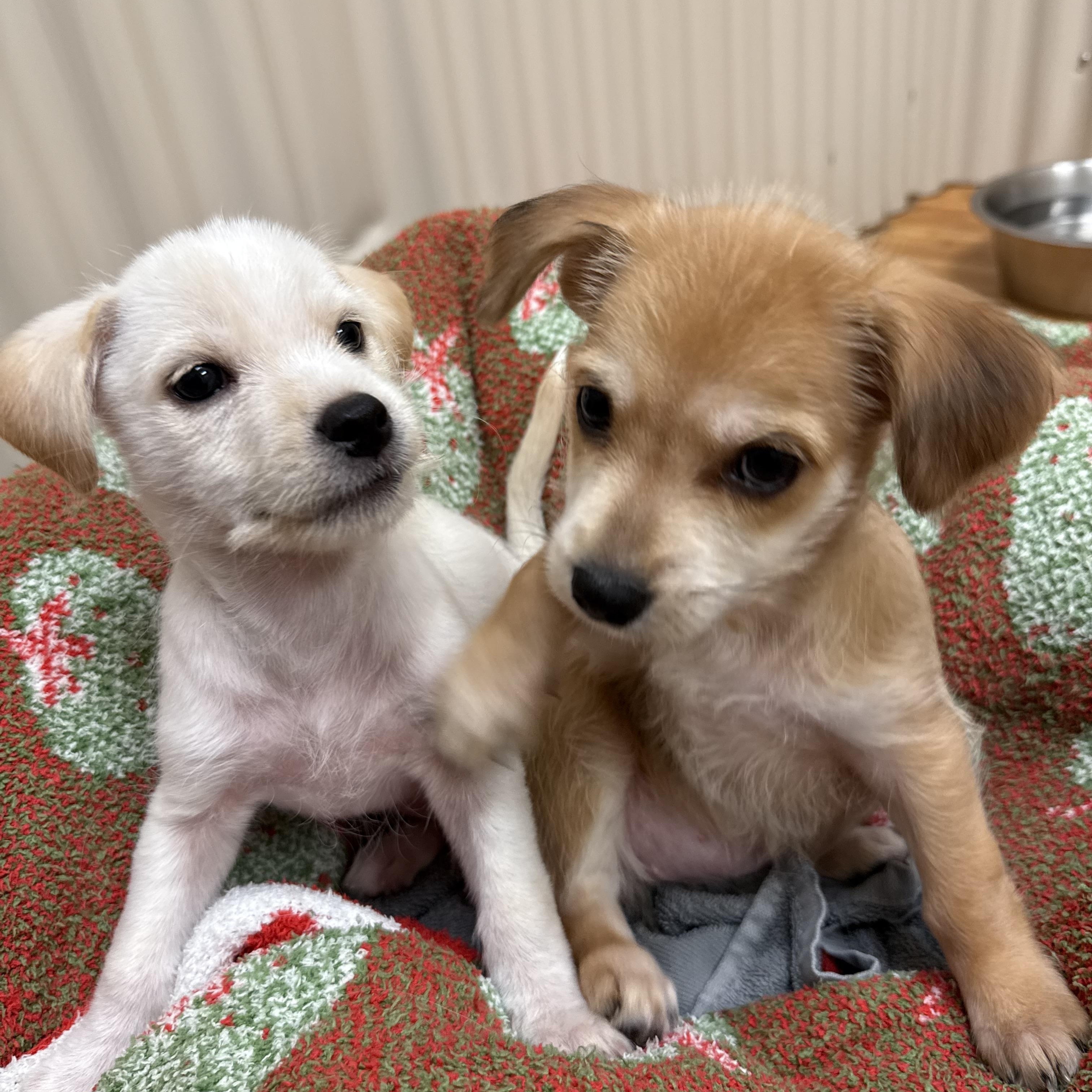 Enlarge Lo , a ADOPTABLE mixed breed in Nanuet, NY image 2/6