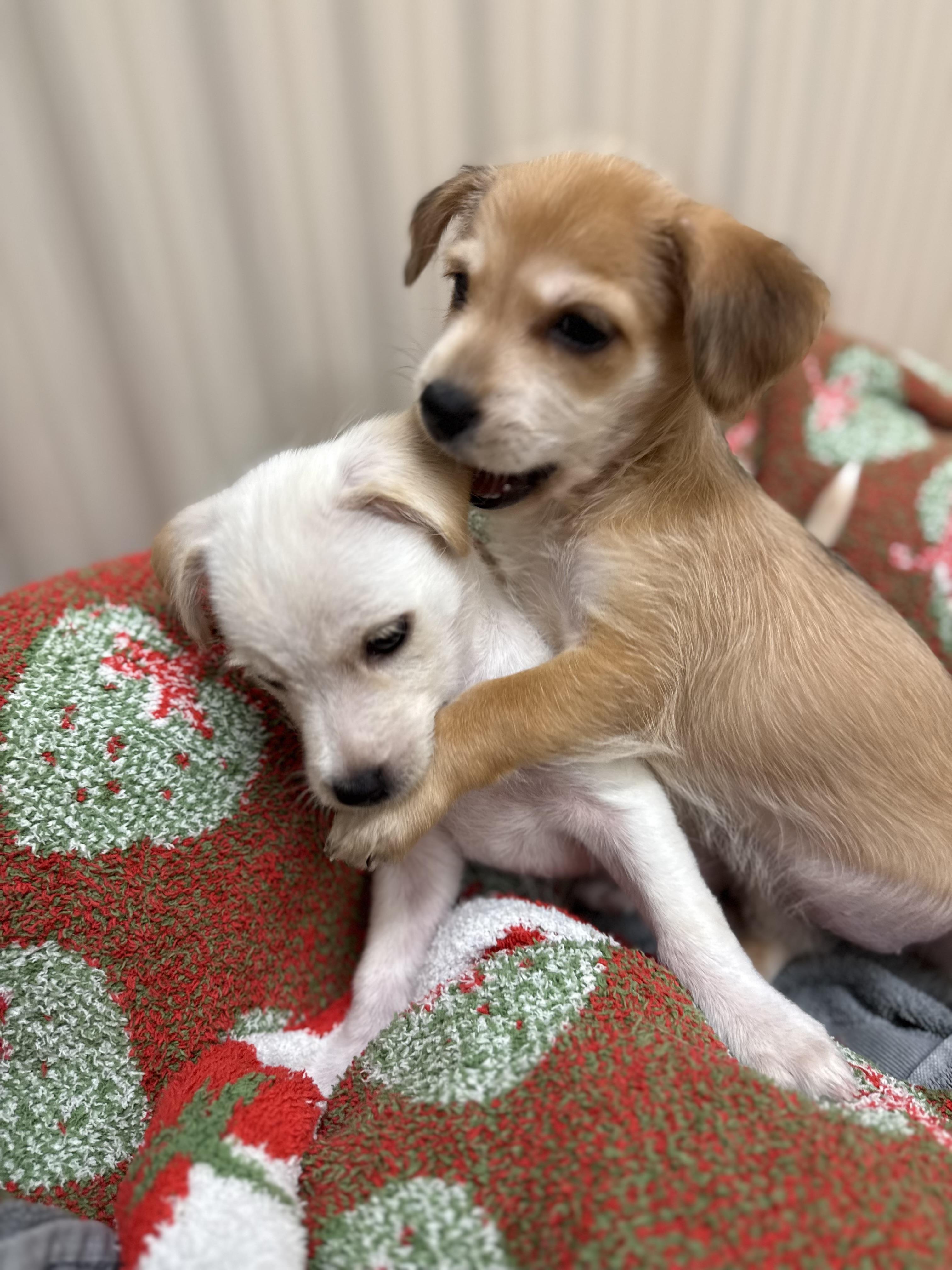 Enlarge Lo , a ADOPTABLE mixed breed in Nanuet, NY image 4/6