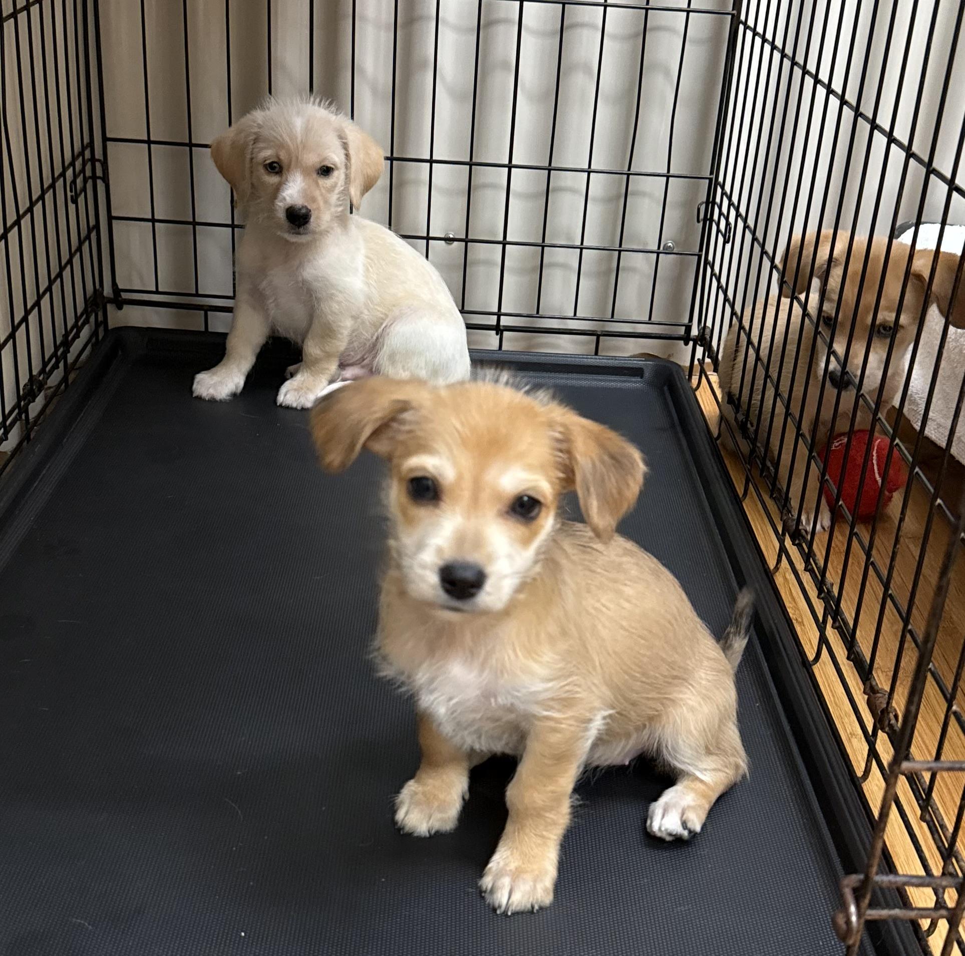 Enlarge Lo , a ADOPTABLE mixed breed in Nanuet, NY image 5/6