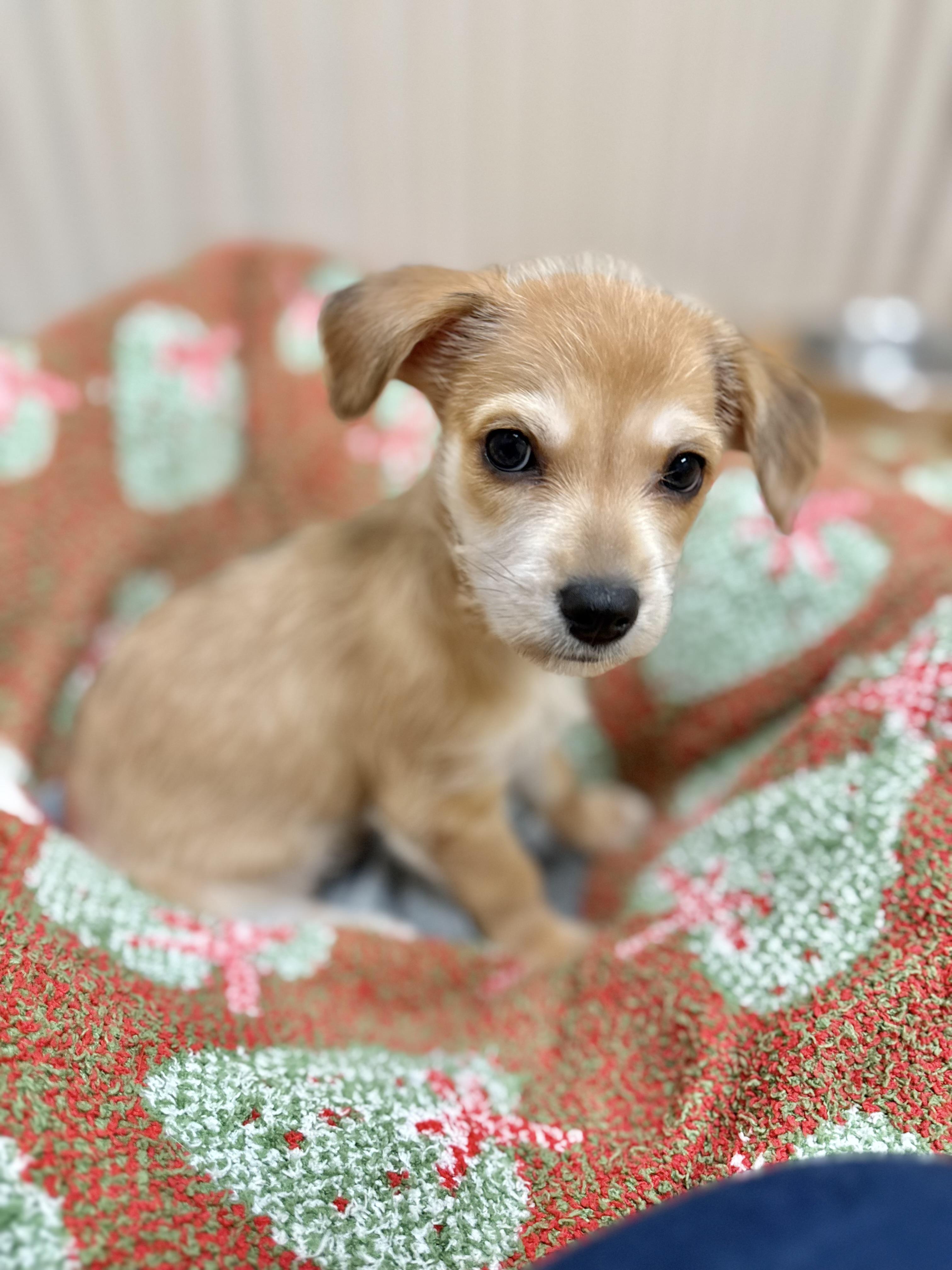 Enlarge Lo , a ADOPTABLE mixed breed in Nanuet, NY image 3/6