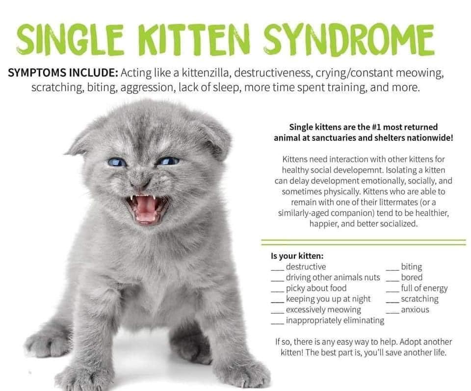 Enlarge Darian, a Adopted Domestic Long Hair in Crystal, MN image 1/3