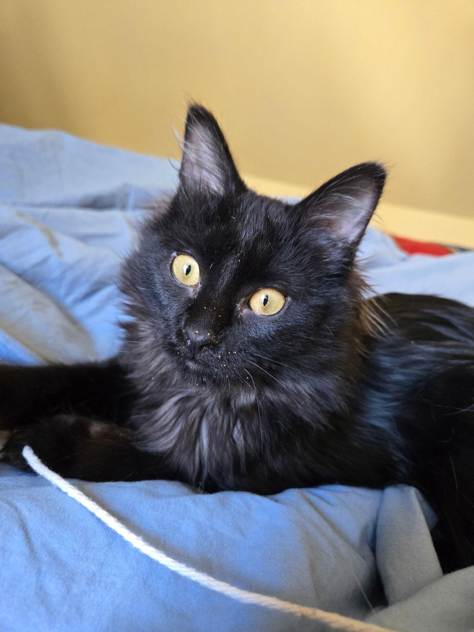 Enlarge Darian, a Adopted Domestic Long Hair in Crystal, MN image 2/3