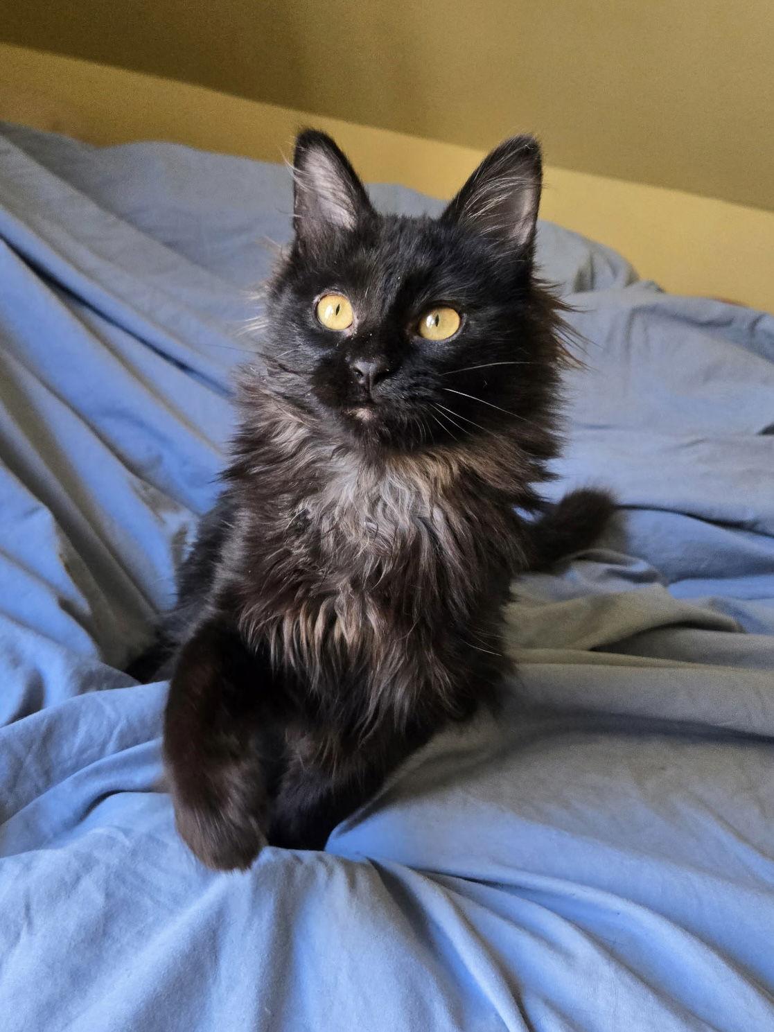 Enlarge Darian, a Adopted Domestic Long Hair in Crystal, MN image 3/3