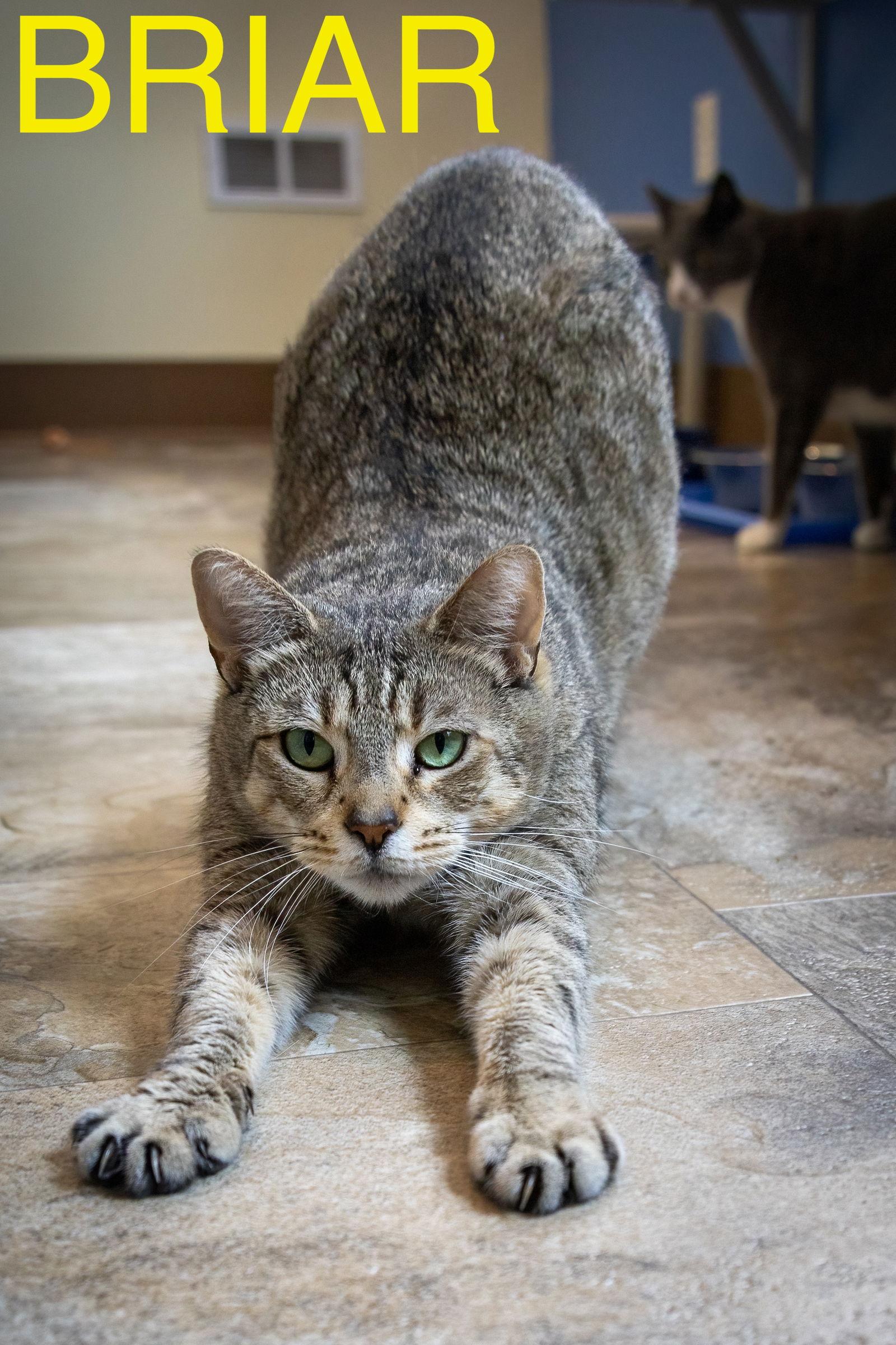Enlarge Briar (FCID# 02/04/2025 - 1 Brookhaven foster), a Adoptable mixed breed in Greenville, DE image 2/4