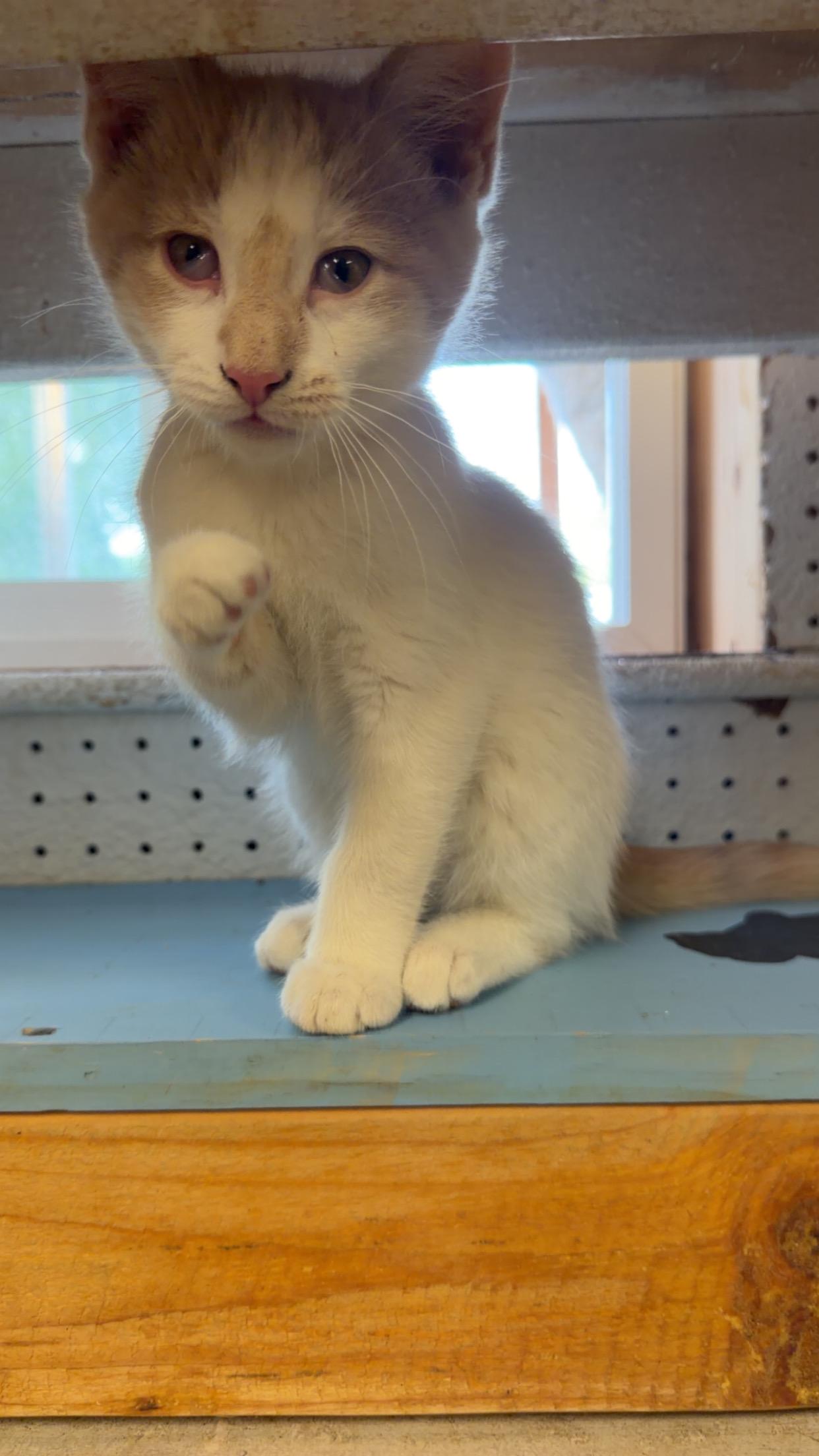 Bunny, Adopted, Kitten Male Domestic Short Hair.