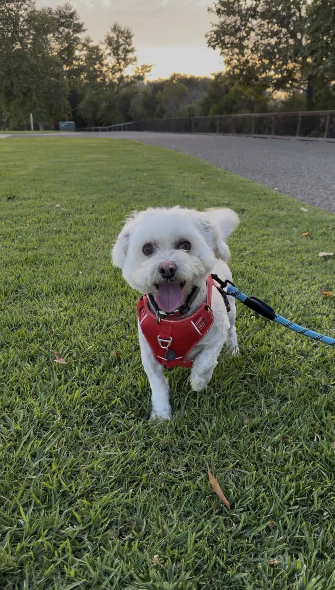 Enlarge LUKAS, a Adoptable Bichon Frise in Nipomo, CA image 5/6