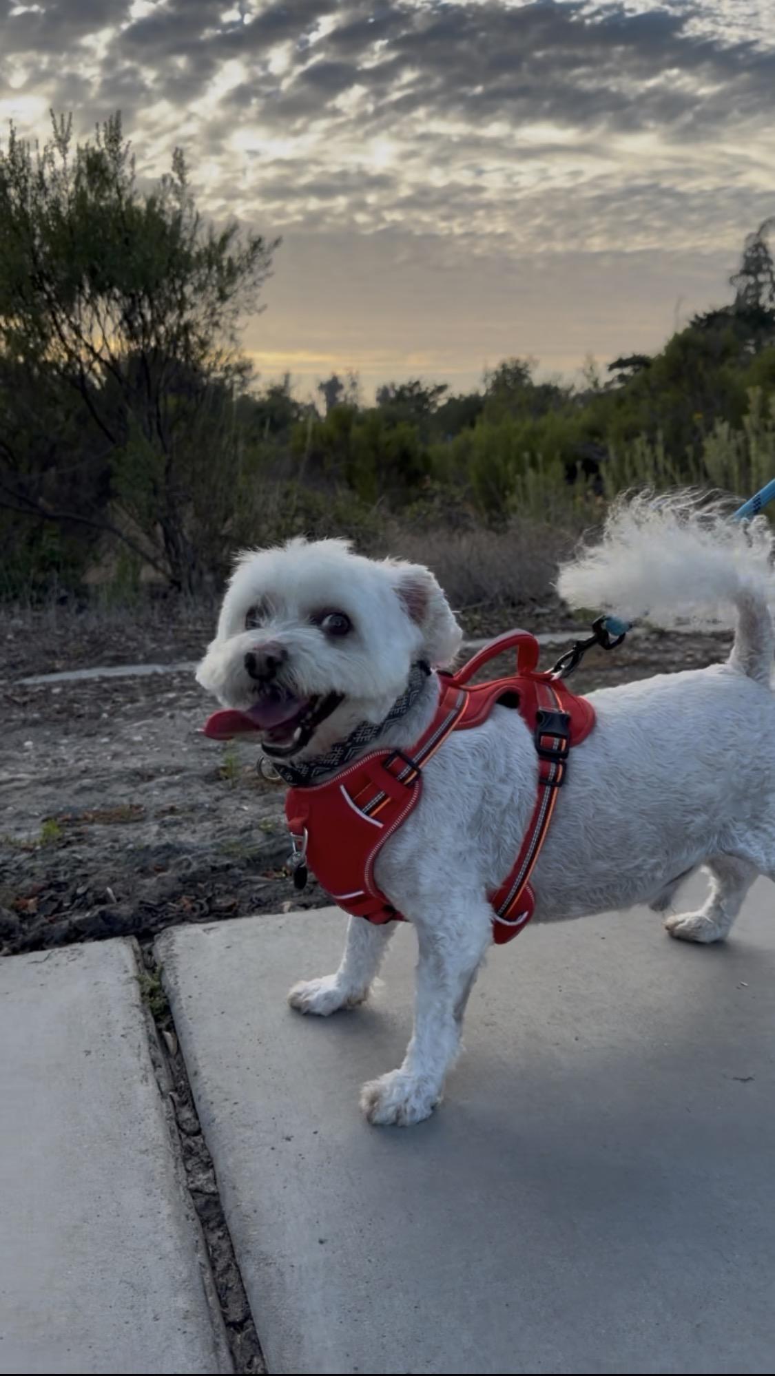 Enlarge LUKAS, a Adoptable Bichon Frise in Nipomo, CA image 2/6