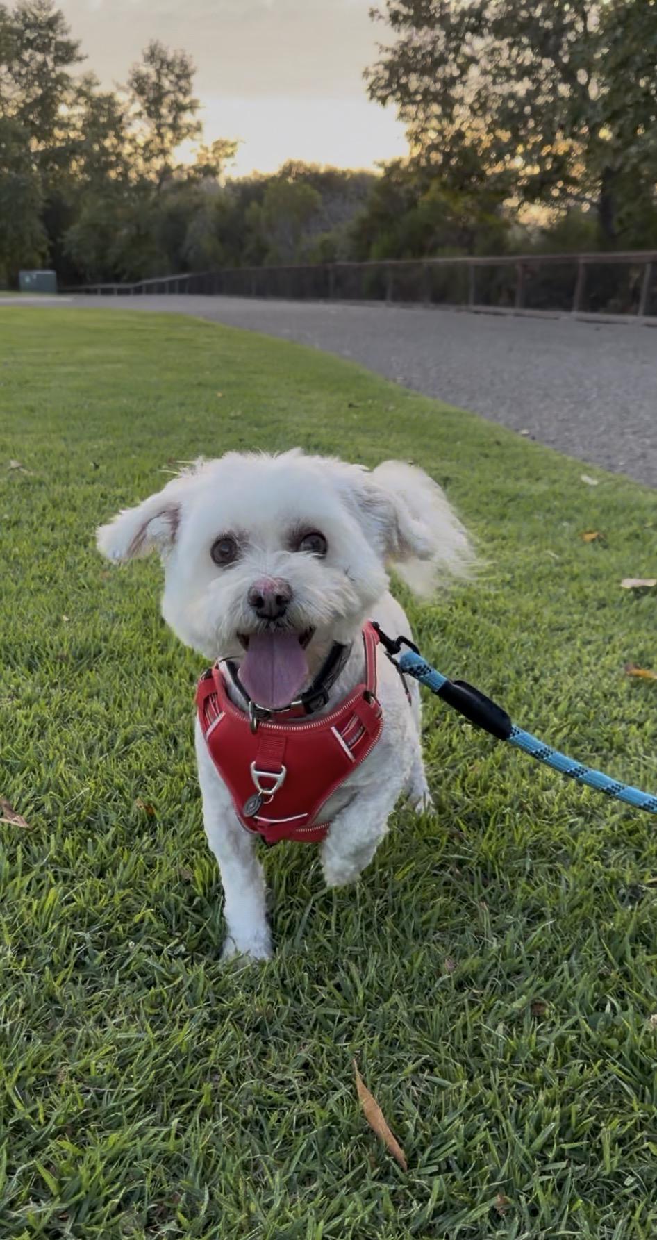 Enlarge LUKAS, a Adoptable Bichon Frise in Nipomo, CA image 3/6
