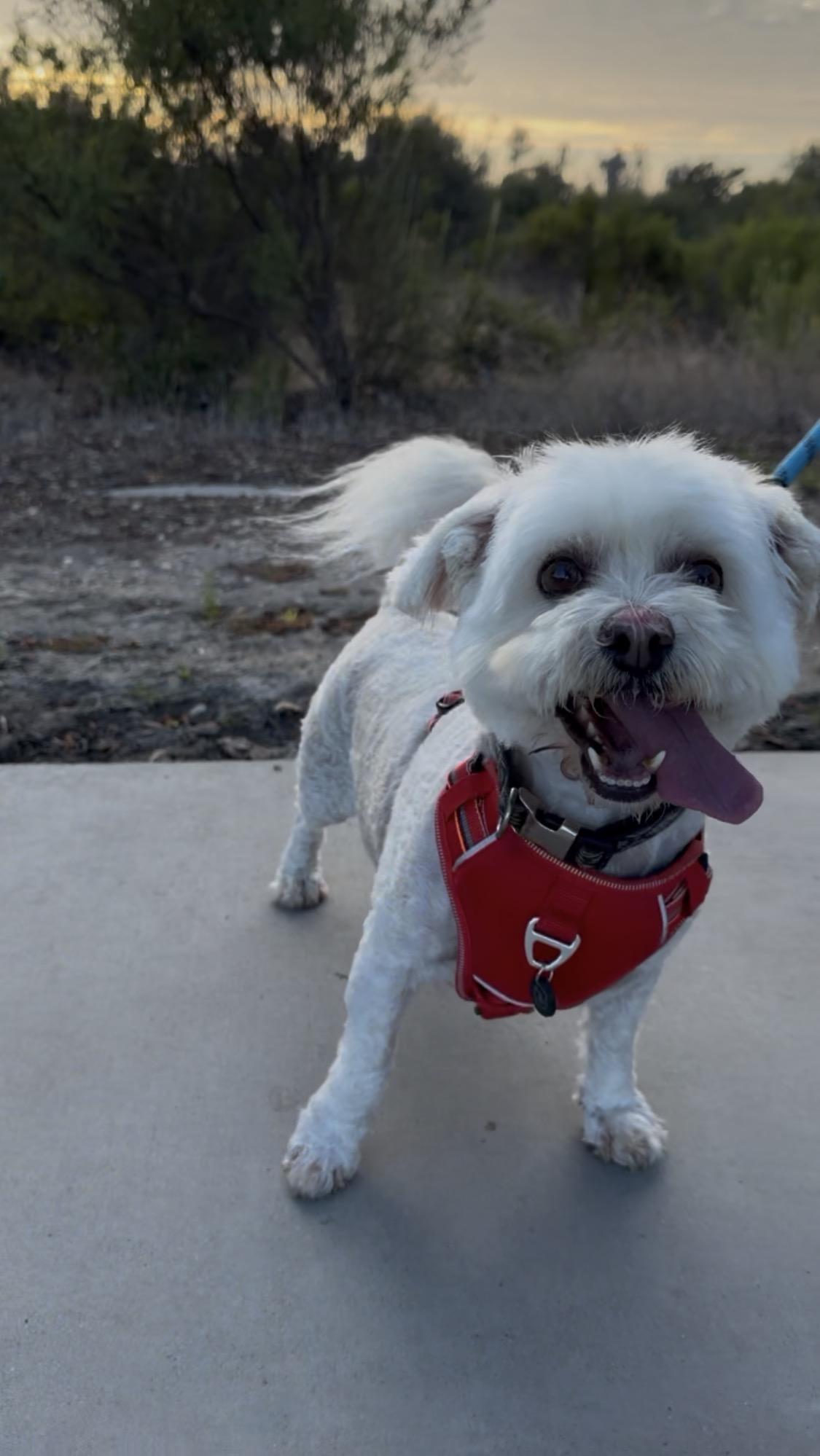 Enlarge LUKAS, a Adoptable Bichon Frise in Nipomo, CA image 4/6