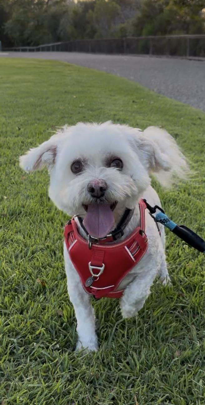 LUKAS, Adoptable, Senior Male Bichon Frise.