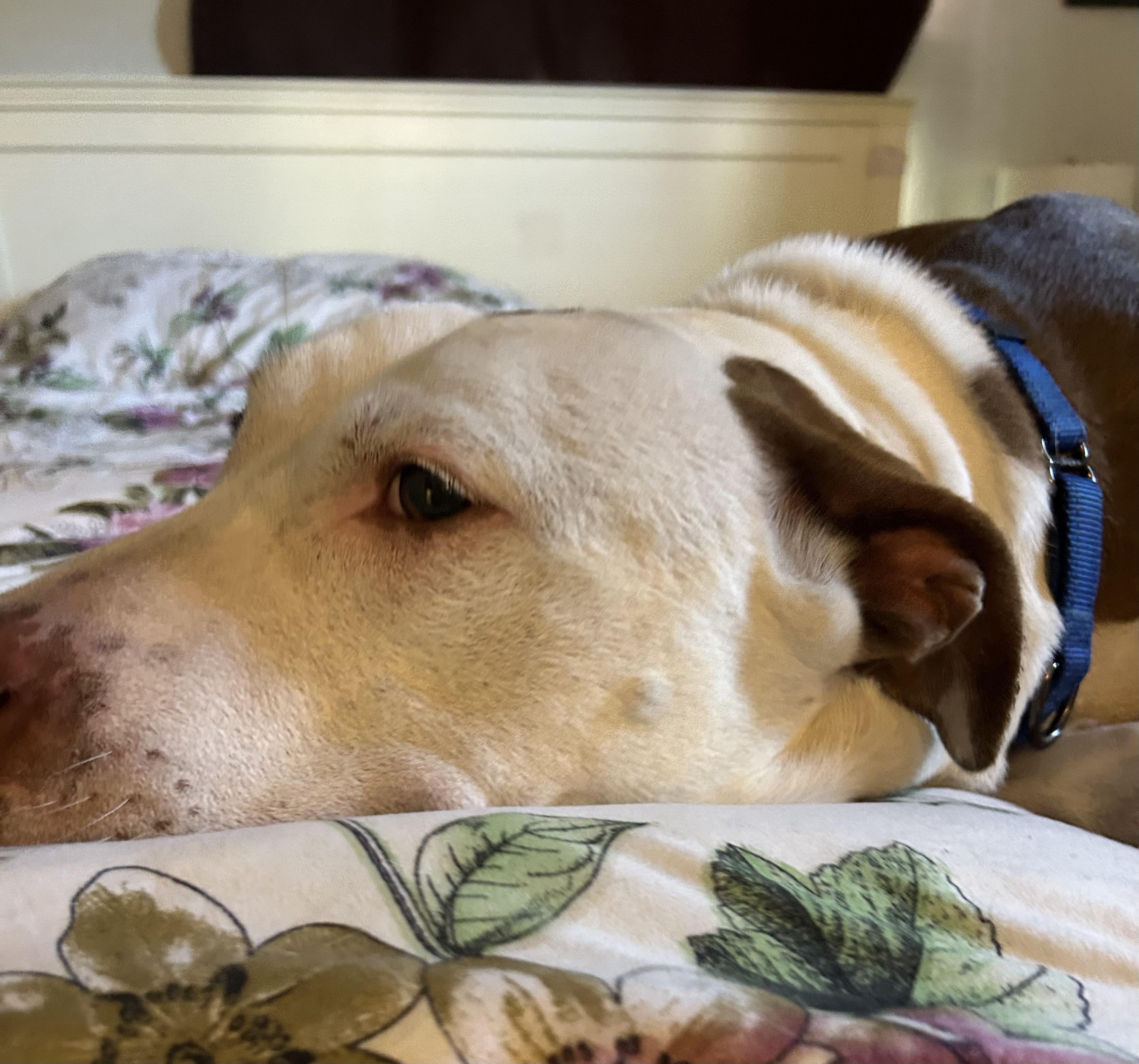 Enlarge Alex, a Adopted mixed breed in Jacksonville, FL image 4/6