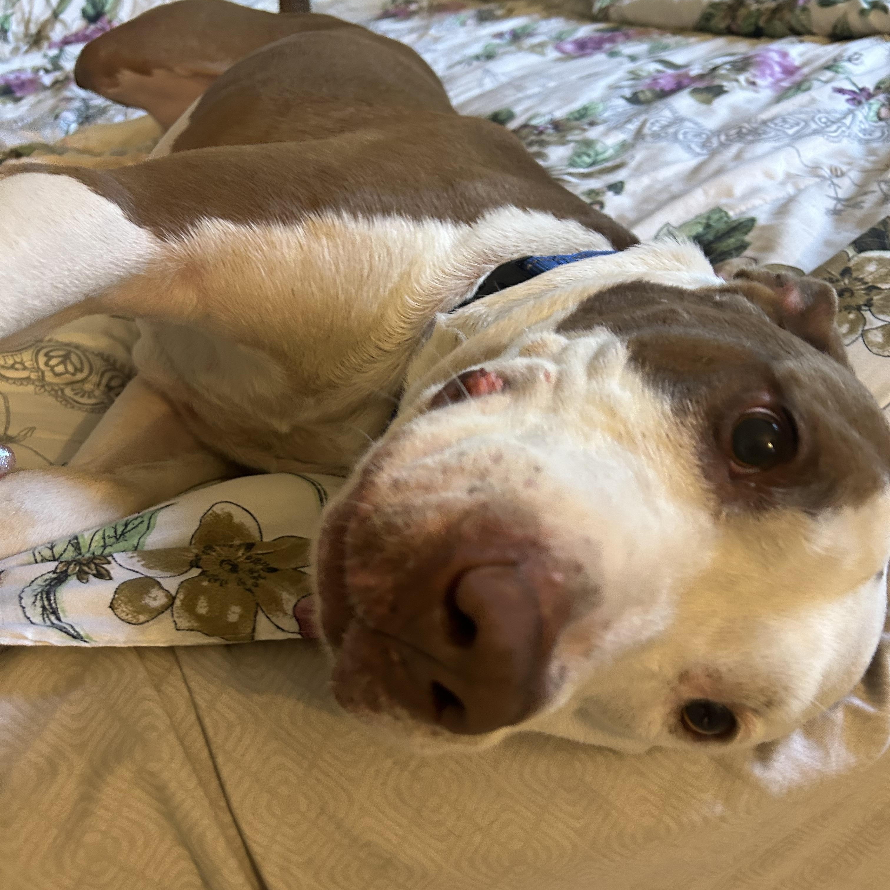 Enlarge Alex, a Adopted mixed breed in Jacksonville, FL image 3/6
