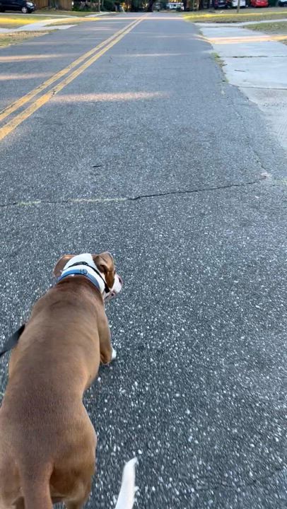 Enlarge Alex, a Adopted mixed breed in Jacksonville, FL video 6/6