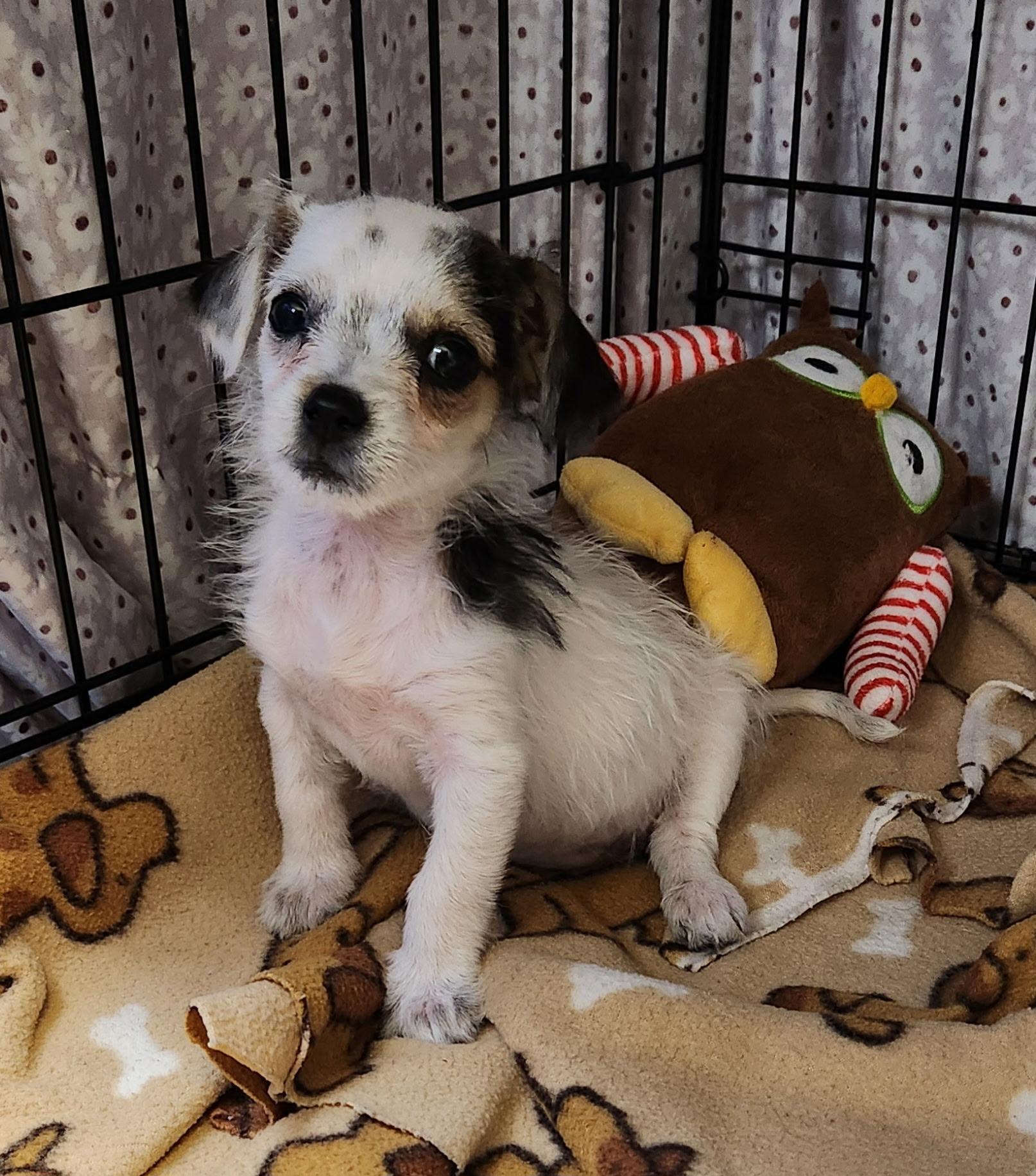 Pokadot, Adopted, Puppy Female Maltese & Chihuahua.