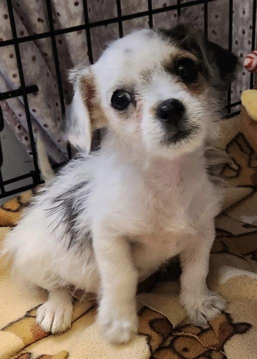 Enlarge Pokadot, a Adopted mixed breed in Los Angeles, CA image 2/2