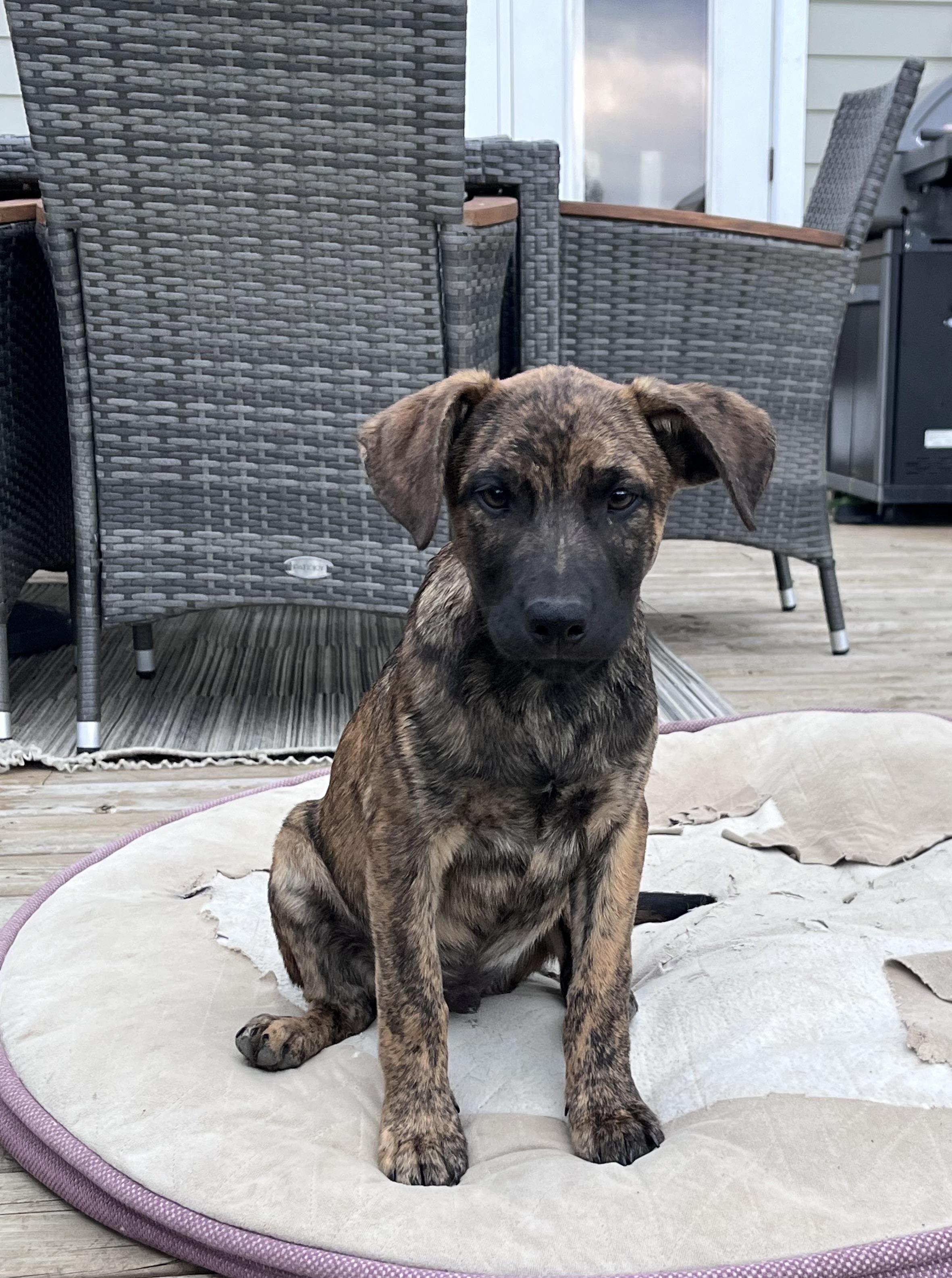 Lord Wellington, an adopted mixed breed in Saskatoon, SK image 2/3