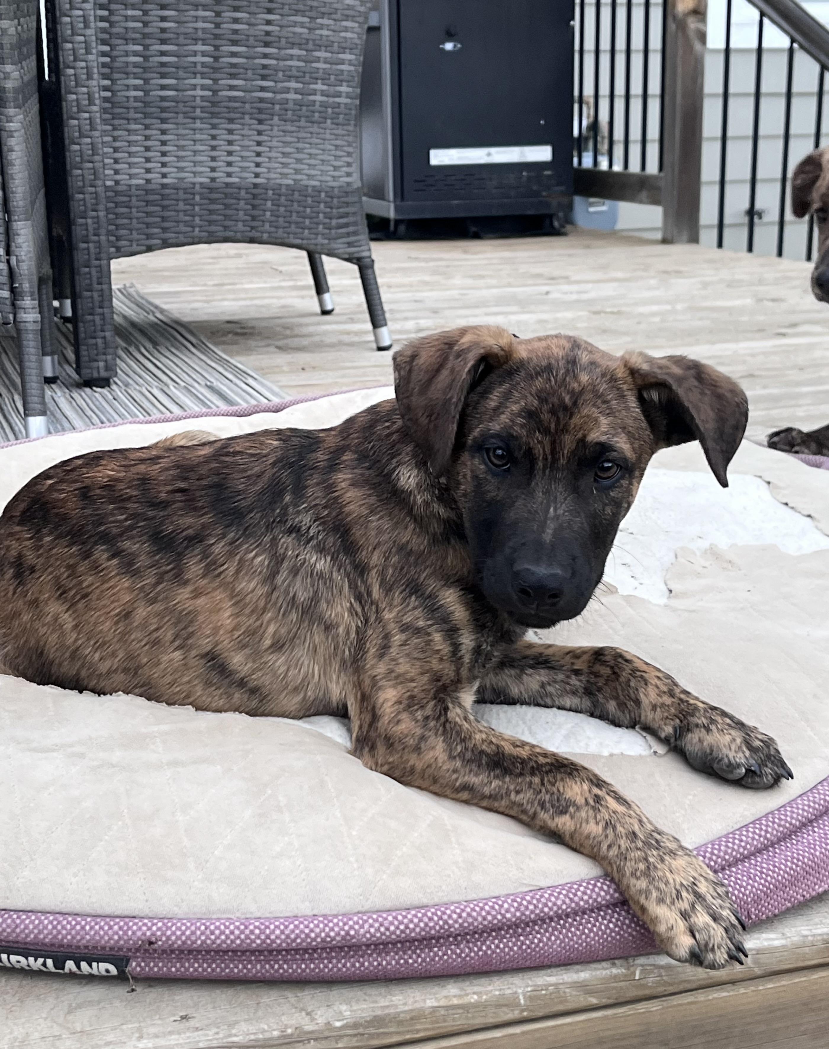 Lord Wellington, an adopted mixed breed in Saskatoon, SK image 3/3