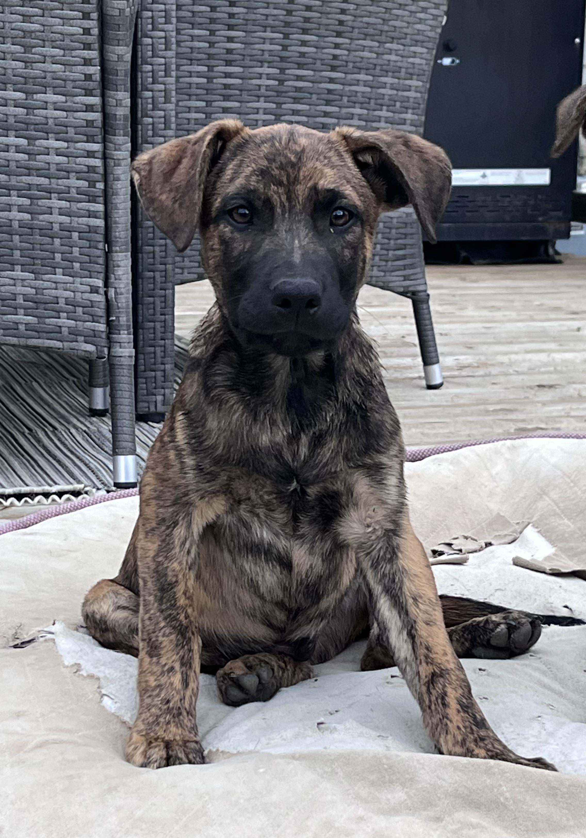 Lord Wellington, an adopted mixed breed in Saskatoon, SK image 1/3