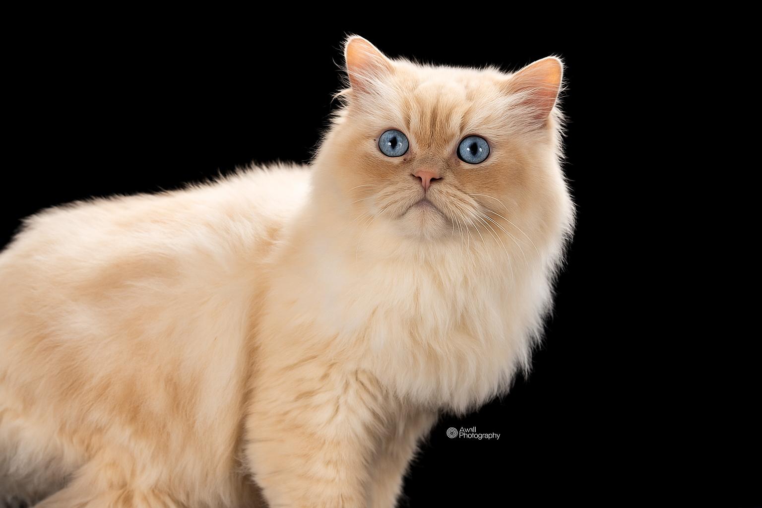 Lancelot, an adoptable Himalayan in Winthrop, ME, 04364 | Photo Image 1