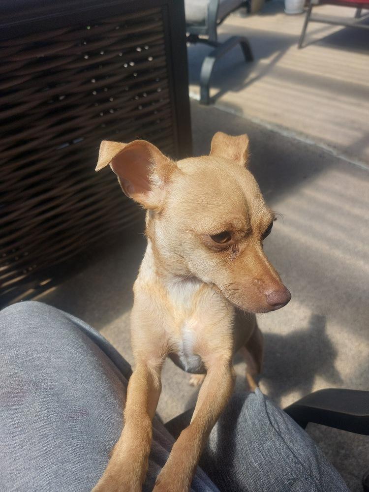 Penny, a Adoptable mixed breed in Portland, OR image 2/6