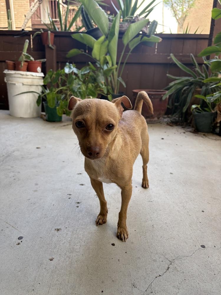 Penny, a Adoptable mixed breed in Portland, OR image 3/6