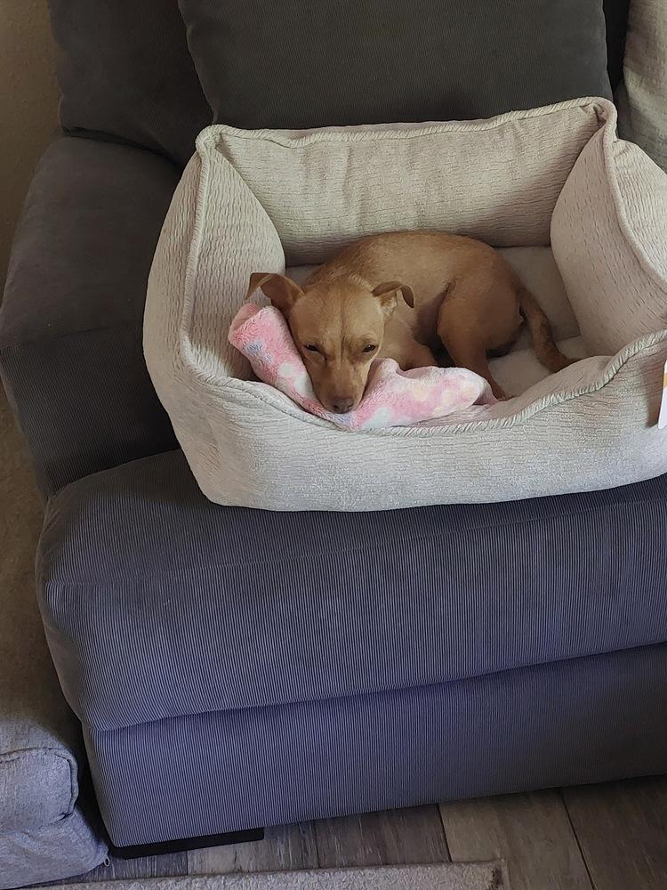 Penny, a Adoptable mixed breed in Portland, OR image 4/6