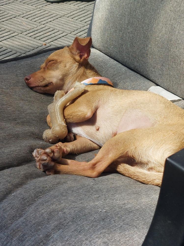 Penny, a Adoptable mixed breed in Portland, OR image 5/6