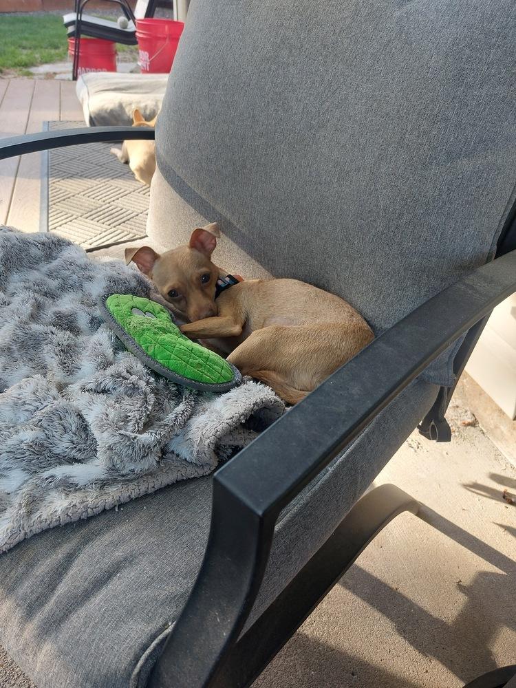 Penny, a Adoptable mixed breed in Portland, OR image 6/6