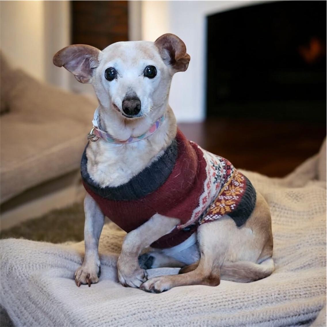 Enlarge Maeve (Courtesy Post), a ADOPTABLE mixed breed in South Saint Paul, MN image 1/3