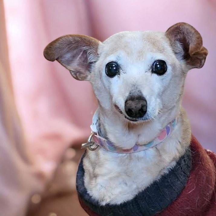 Enlarge Maeve (Courtesy Post), a ADOPTABLE mixed breed in South Saint Paul, MN image 2/3