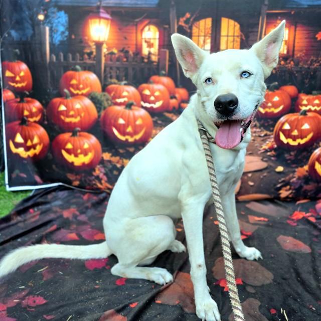 Enlarge CASPER, a Adoptable mixed breed in Long Beach, CA image 1/1