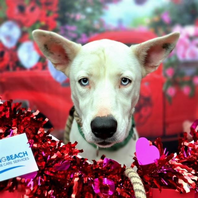 Enlarge CASPER, a Adoptable mixed breed in Long Beach, CA image 1/1
