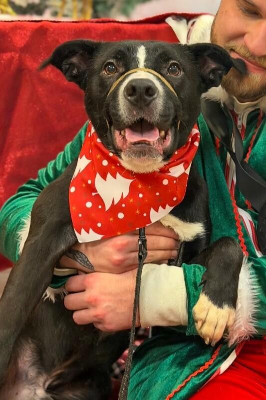 Enlarge Mashira, a ADOPTABLE Mixed Breed in Miamitown, OH image 3/4