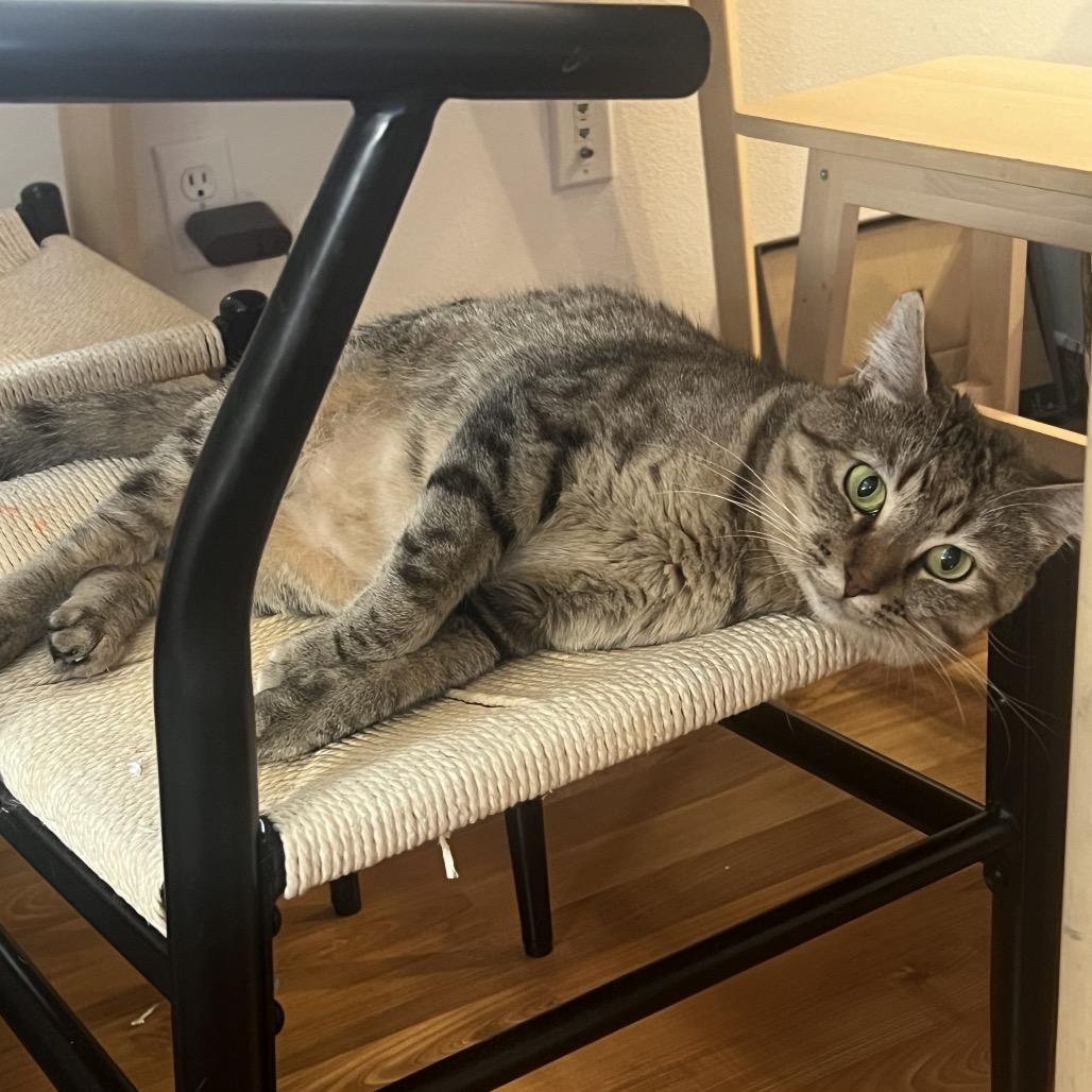 Wilma, a Adoptable Domestic Short Hair in Long Beach, CA image 1/5