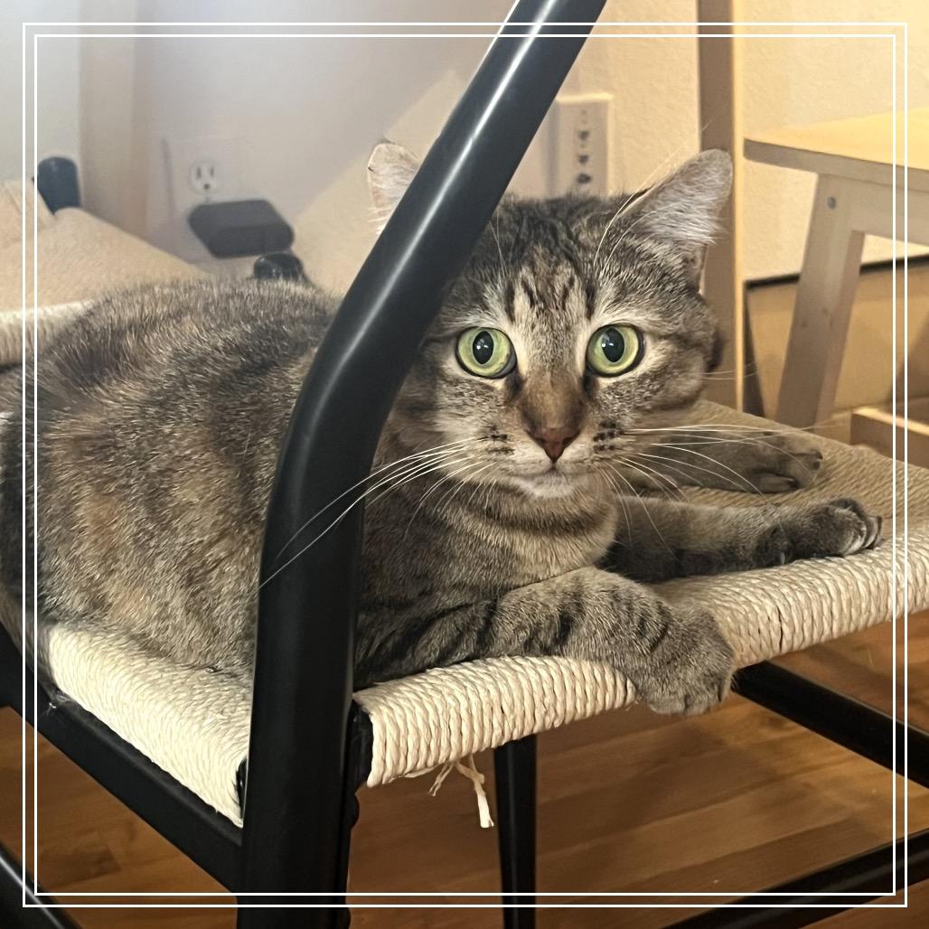 Wilma, a Adoptable Domestic Short Hair in Long Beach, CA image 2/5
