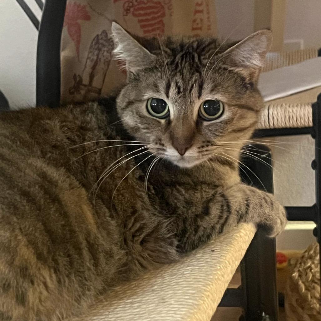 Wilma, a Adoptable Domestic Short Hair in Long Beach, CA image 3/5