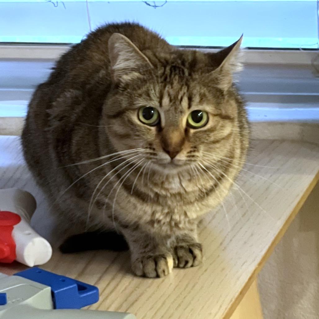 Wilma, a Adoptable Domestic Short Hair in Long Beach, CA image 4/5