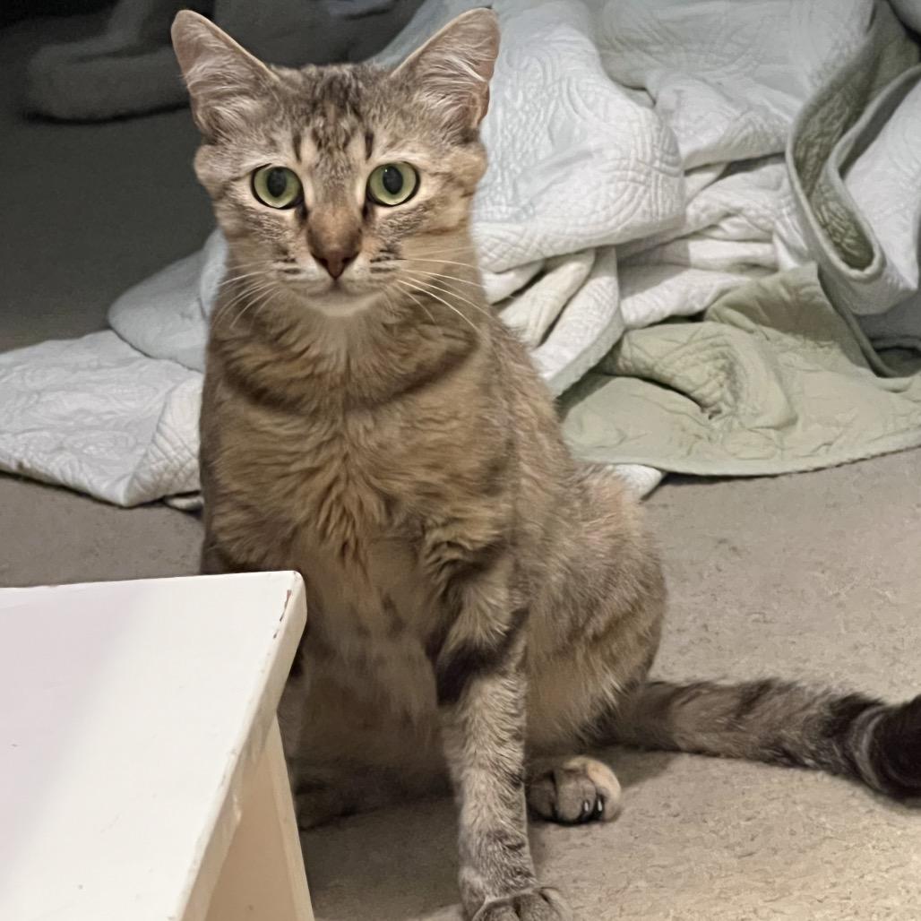 Wilma, a Adoptable Domestic Short Hair in Long Beach, CA image 5/5