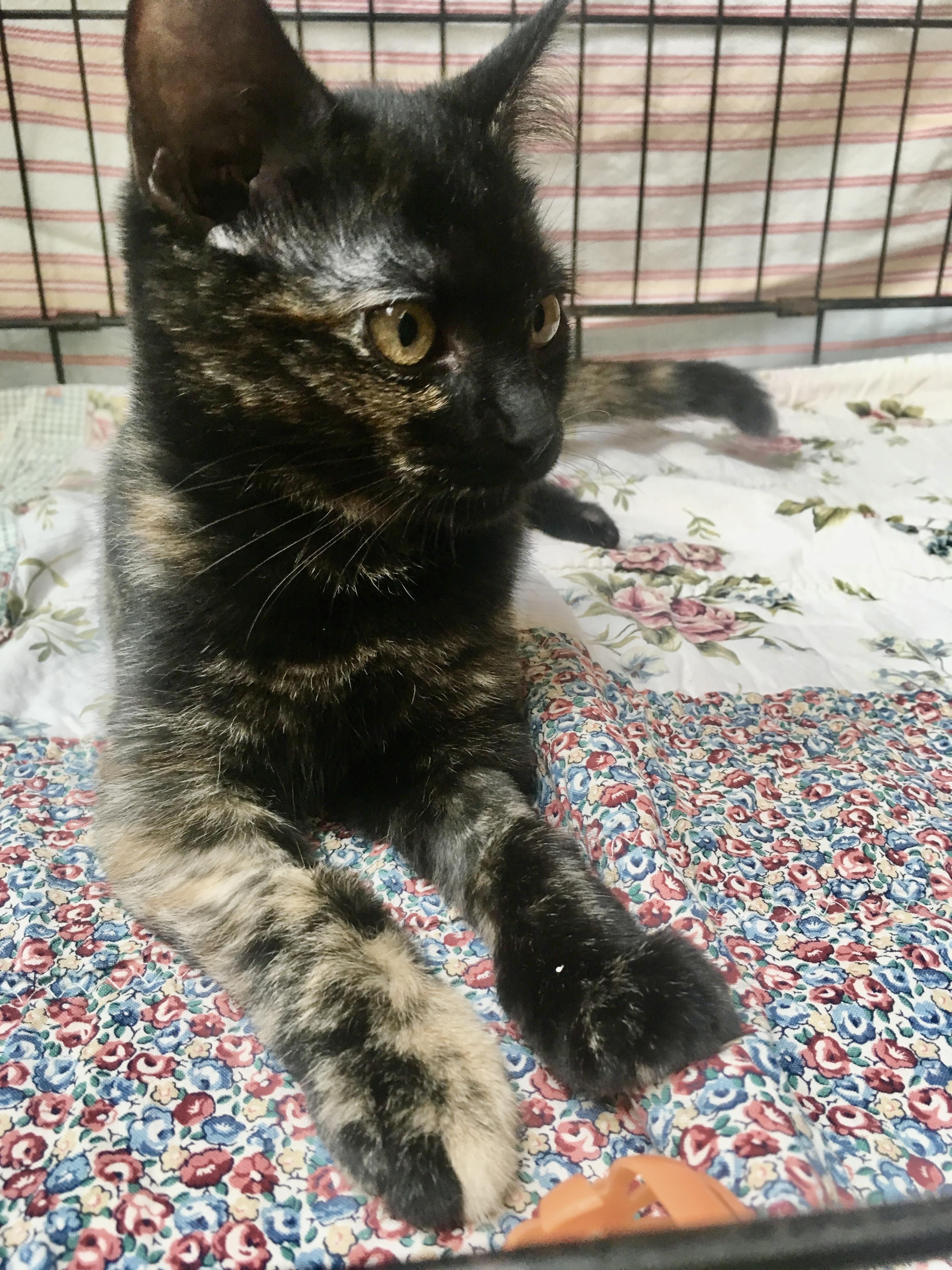 Enlarge Peachy Toes, a Adoptable mixed breed in Leicester, NC image 2/2