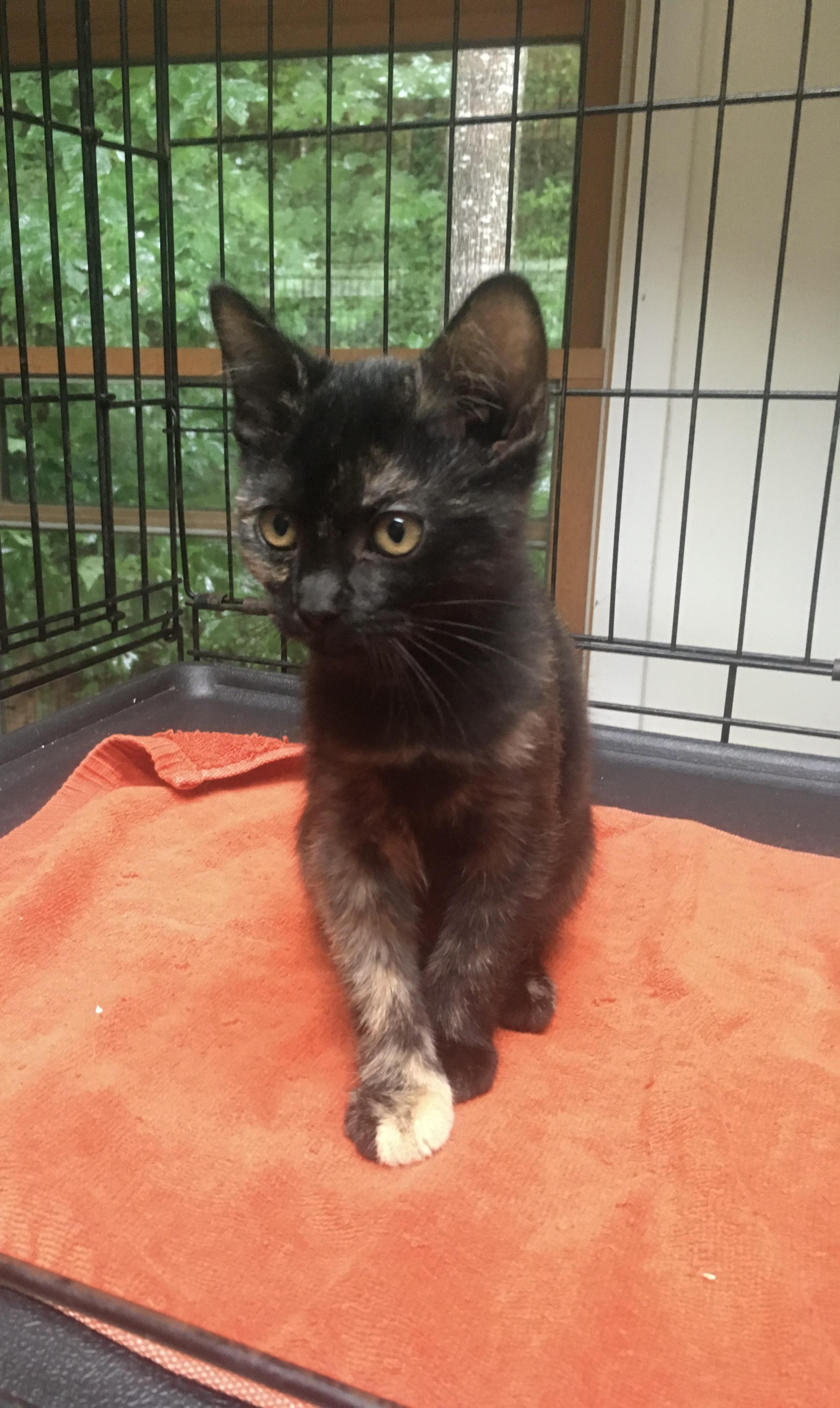 Enlarge Peachy Toes, a Adoptable mixed breed in Leicester, NC image 1/2
