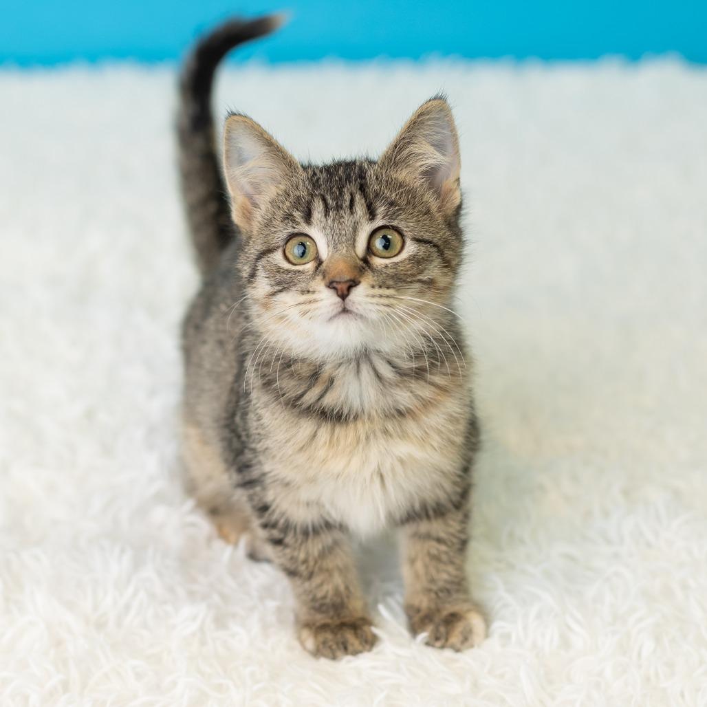 Enlarge Justine Jefferson, a Adoptable Domestic Short Hair in St. Paul, MN image 1/5