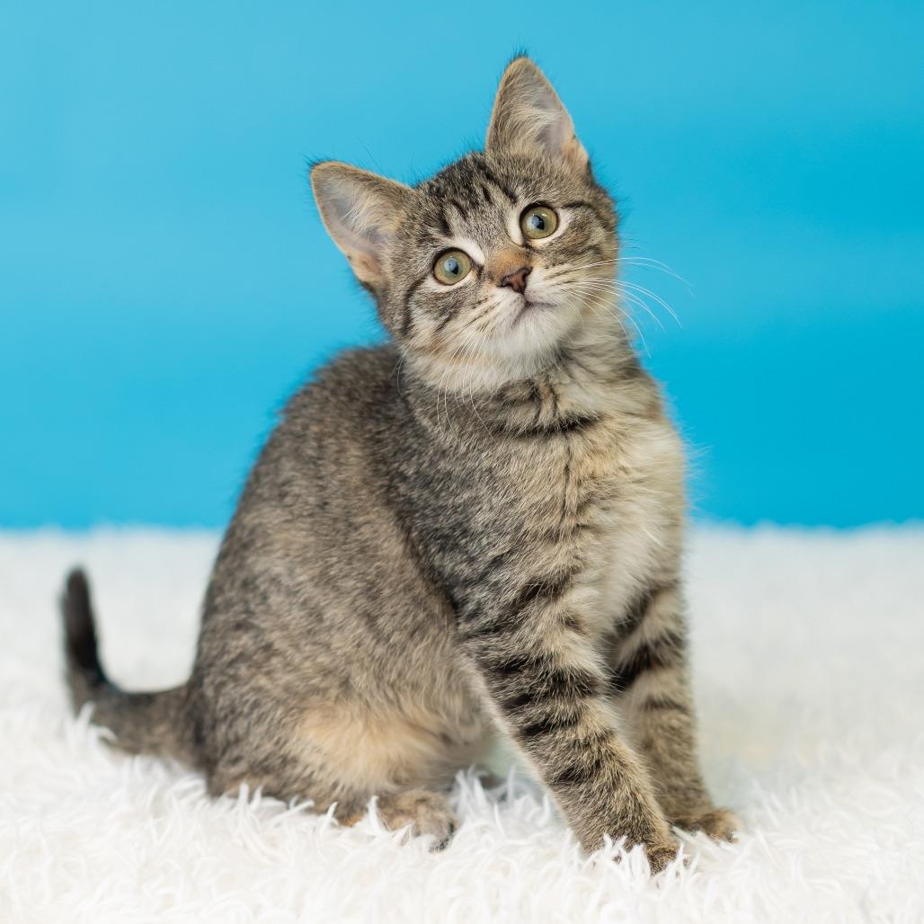Enlarge Justine Jefferson, a Adoptable Domestic Short Hair in St. Paul, MN image 2/5