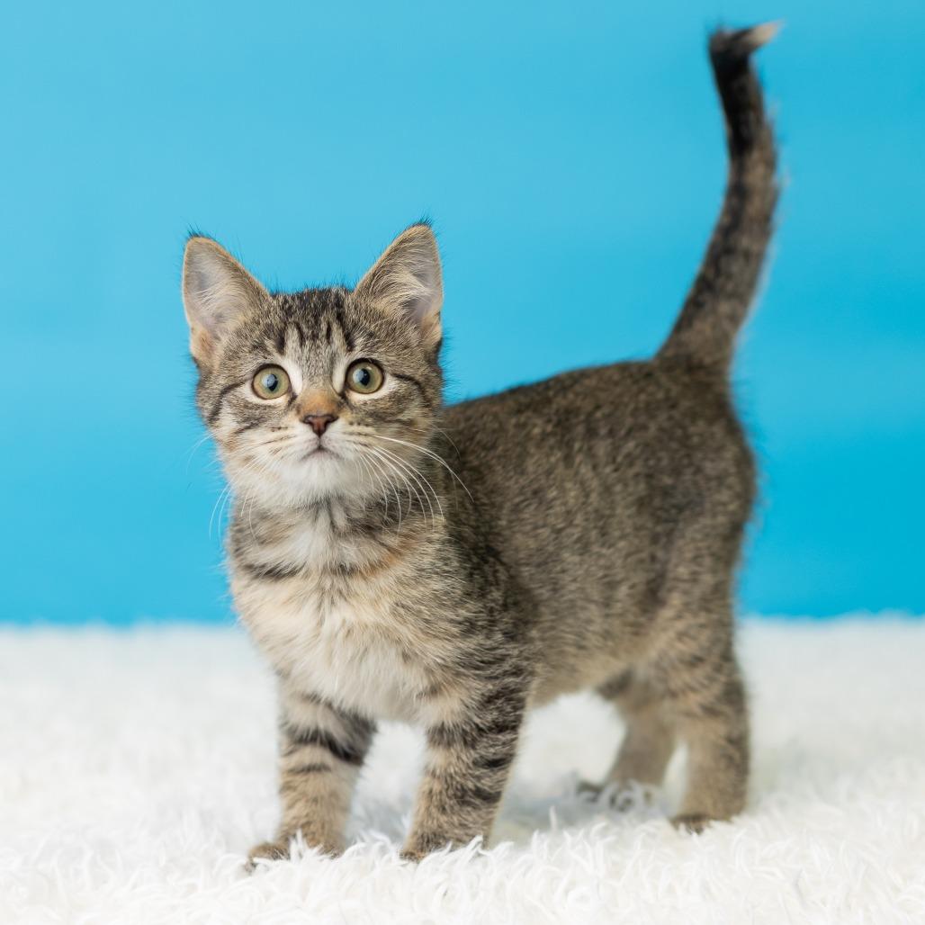 Enlarge Justine Jefferson, a Adoptable Domestic Short Hair in St. Paul, MN image 3/5
