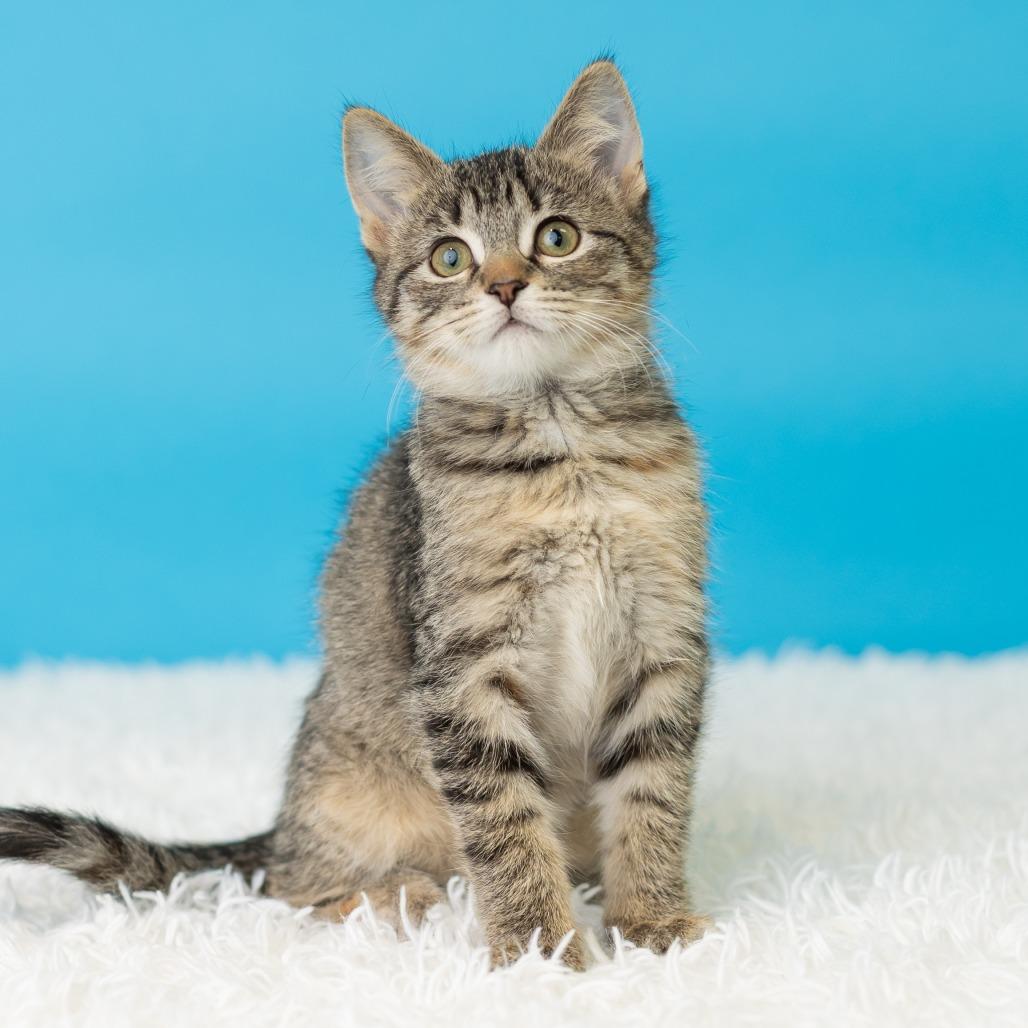 Enlarge Justine Jefferson, a Adoptable Domestic Short Hair in St. Paul, MN image 4/5