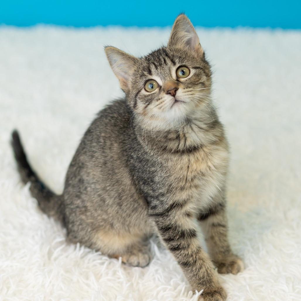 Enlarge Justine Jefferson, a Adoptable Domestic Short Hair in St. Paul, MN image 5/5