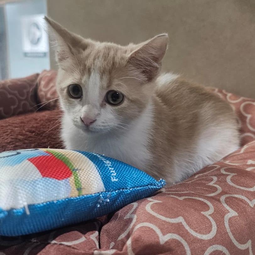 Dream, Adoptable, Kitten Female Domestic Medium Hair.