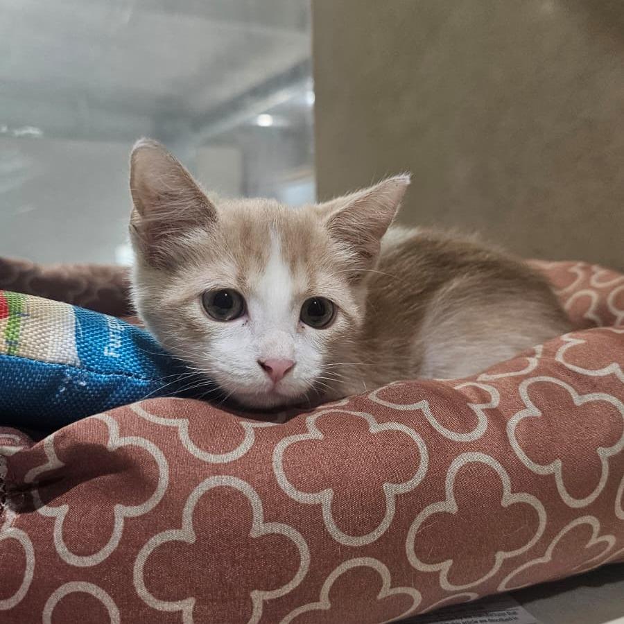 Enlarge Dream, a Adoptable Domestic Medium Hair in Harlingen, TX image 2/3