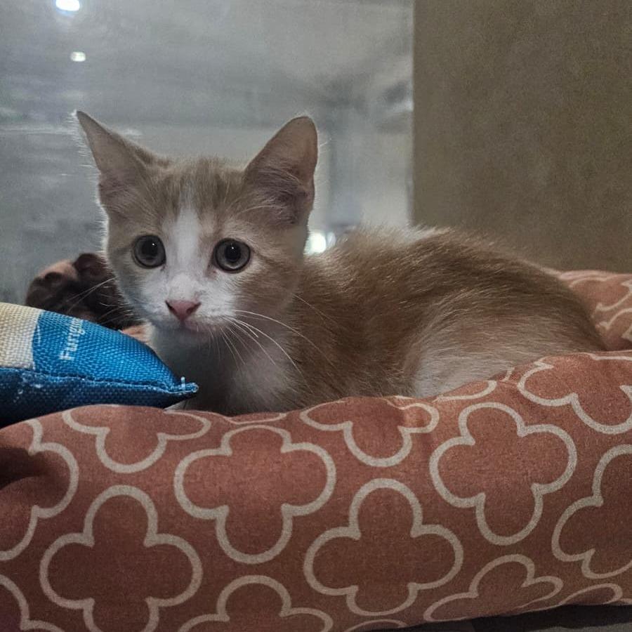 Enlarge Dream, a Adoptable Domestic Medium Hair in Harlingen, TX image 3/3